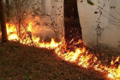 Altıağac Milli parkındakı yanğın söndürüldü