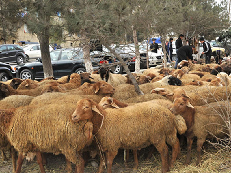 Qida Təhlükəsizliyi Agentliyindən Qurban bayramı ilə bağlı ƏHALİYƏ MÜRACİƏT