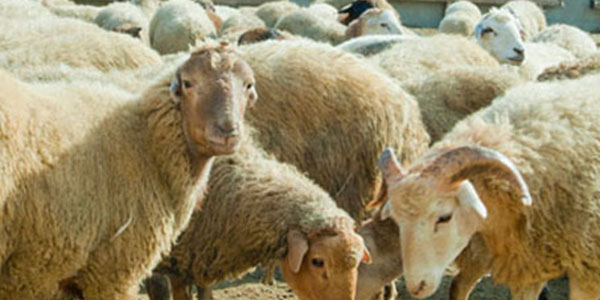 QMİ-dən tövsiyələr: Qurban ətinin satılması haramdır