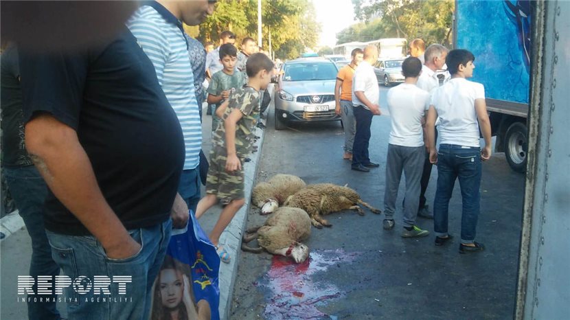 Bakıda qoyunları daşıyan yük maşını aşdı - Fotolar