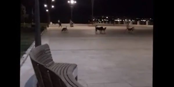 Bakı Bulvarında biabırçılıq: vəhşi itlər insanlara belə hücum etdi (VİDEO)