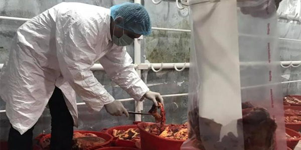 Abşeronda gecə reydi: 2 tona yaxın ölmüş heyvan əti aşkarlandı