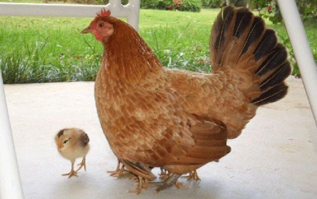 Azərbaycanda diri toyuqların satışı məhdudlaşdırılacaq