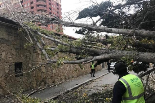 Bakıda 10 metrlik ağac restoranın üstünə aşdı - FOTO
