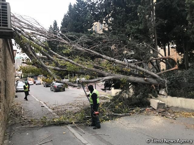 Bakıda külək 76 ağacı aşırdı