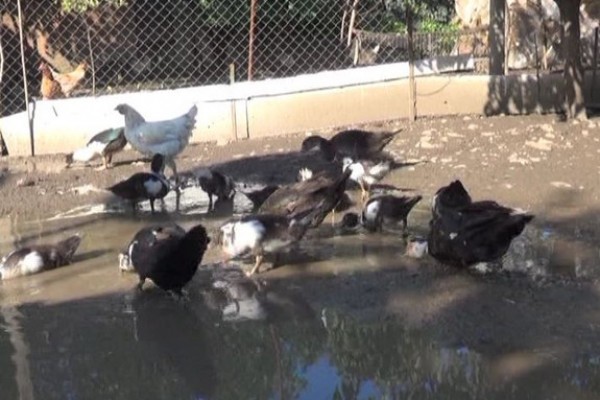 Cəlilabadda falçılar ördək oğurlayarkən tutuldu