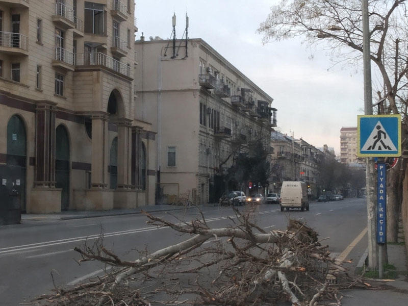 Bakıda güclü külək bir ağacı kökündən çıxardı - 15 ağacın budaqlarını sındırdı