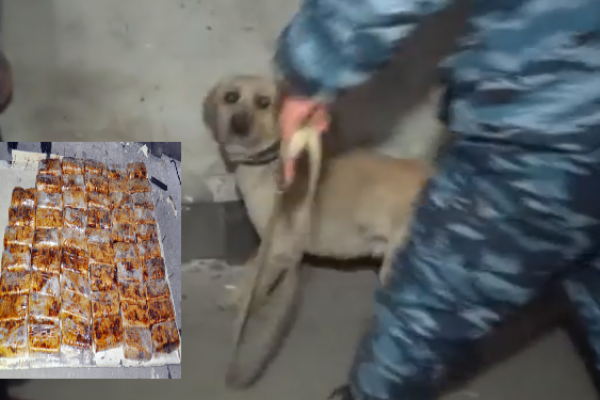 Bu it "kişmiş" yükünün içərisindən külli miqdarda heroin tapdı - FOTO
