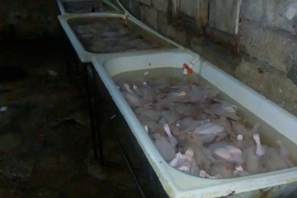 Bakıda anti-sanitar şəraitdə fəaliyyət göstərən toyuq sexi - FOTO