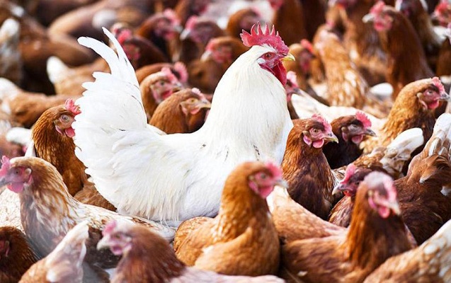 Azərbaycanda “quş qripi” ilə bağlı son vəziyyət açıqlandı