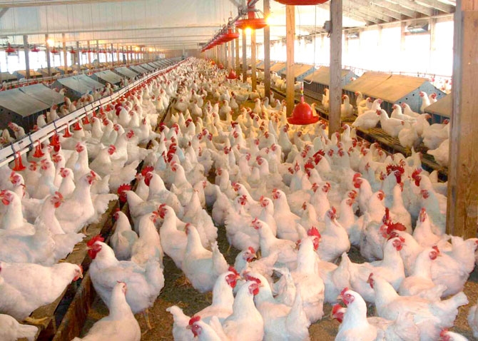 Bakıda quşçuluq fabrikindən 170 min manatlıq məhsul oğurlandı