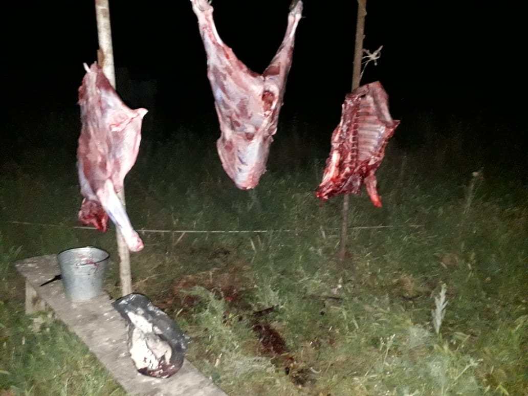 Ölmüş heyvanı kəsib satmaq istəyənlər iş başında tutuldu – FOTO