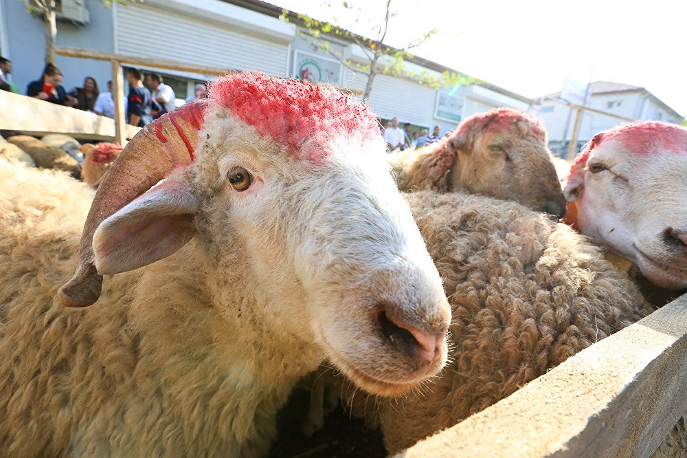 Qurban bayramı nə vaxtdır?