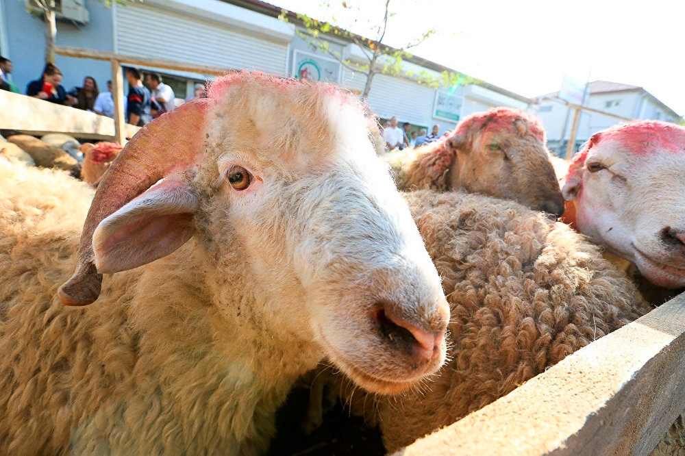 Azərbaycanda Qurban bayramı bu tarixdə qeyd olunacaq