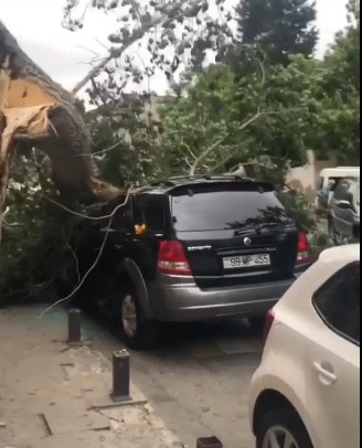Bakıda qırılan ağac avtomobili bu hala saldı - VİDEO
