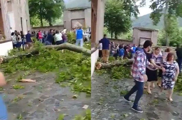 Şəkidə çinarın budaqlarının qırılmasının ilkin səbəbi: ağaca qurd da düşə bilər