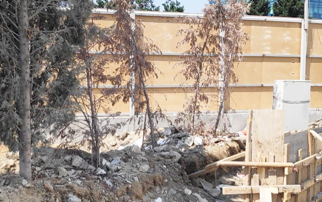“Azərsu” ağacları qurutdu, nazirlik məhkəməyə verdi - Foto