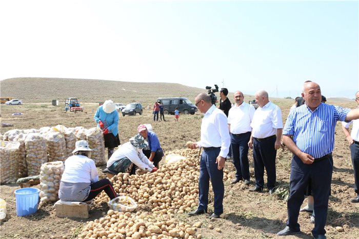 Şəmkir RİH-nin başçısı kartof yığımında iştirak edib – FOTOLAR