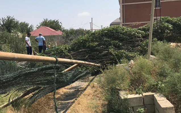 Külək ağacı qaz xəttinin üzərinə aşırdı - Foto