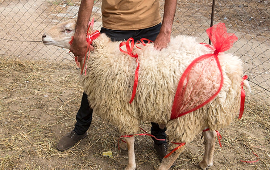 Qurbanlıq qoyunları onlayn almaq mümkün olacaq – Azərbaycanda ilk