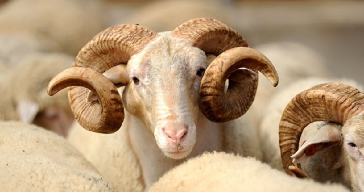 Azərbaycanda Qurban bayramıdır