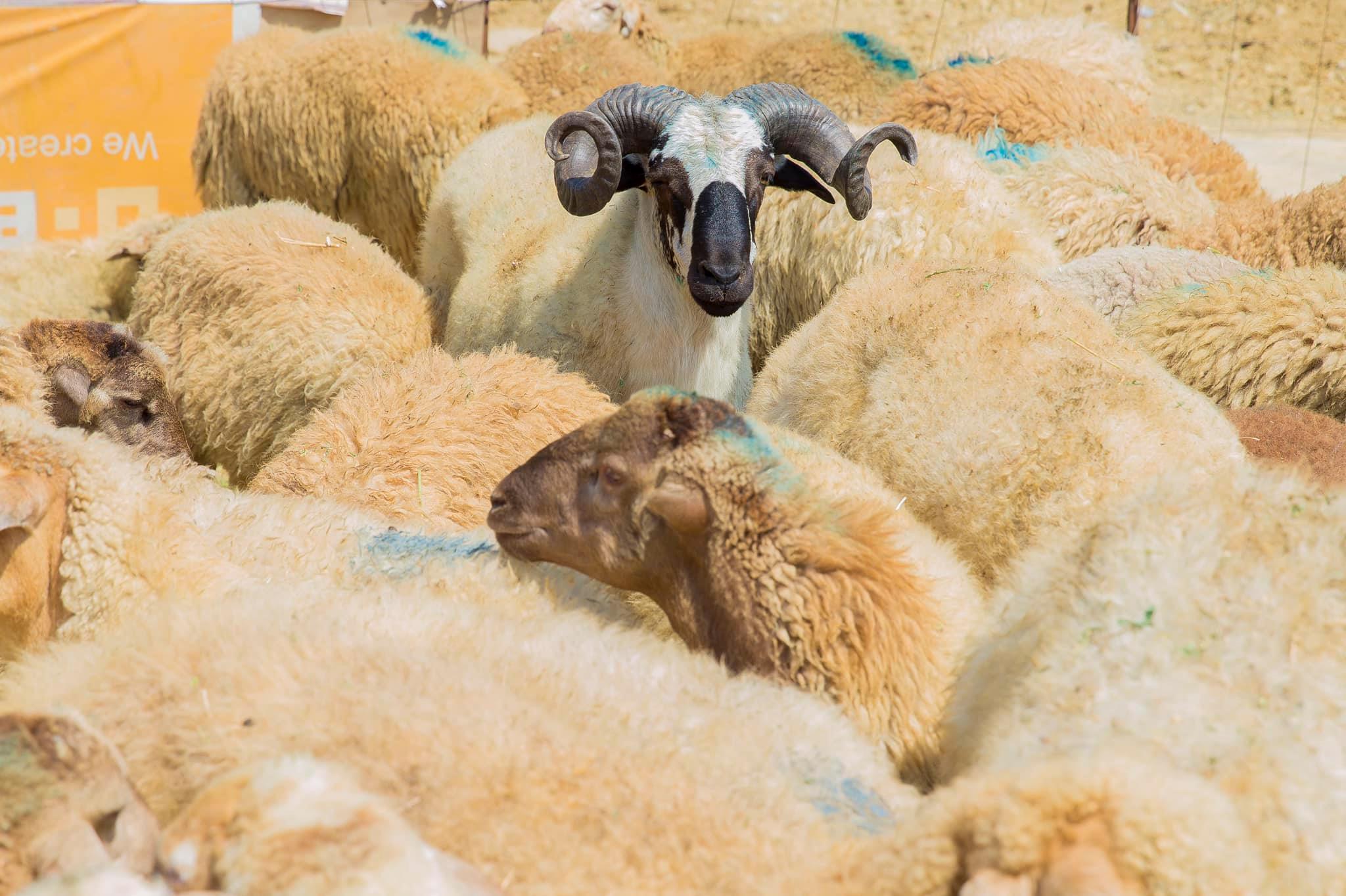 Qurbanlıq heyvanlar yarmarkada neçəyədir?