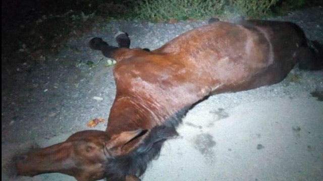 Cəlilabadda avtomobil atla toqquşdu: sürücünün anası öldü