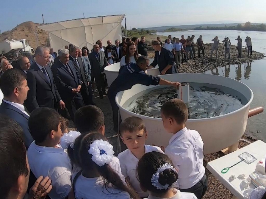 Tovuz rayonunda Kür çayına körpə balıqlar buraxılıb