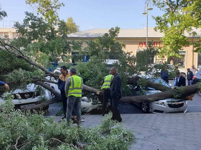 Bakıda irigövdəli ağac aşdı - 3 avtomobilə ziyan dəydi