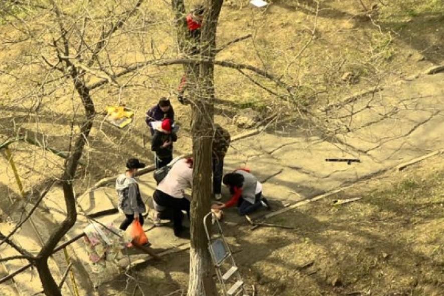 Yevlaxda 52 yaşlı qadın ağacdan yıxıldı