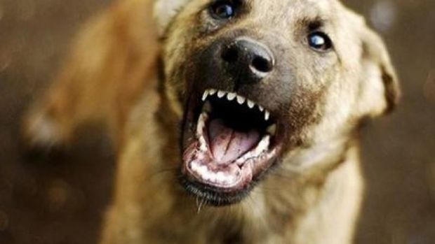 Bakıda it dişləməsindən ölən dörd yaşlı uşaqla bağlı - TƏFƏRRÜAT