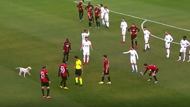 İt meydana girərək oyunu dayandırdı - VİDEO
