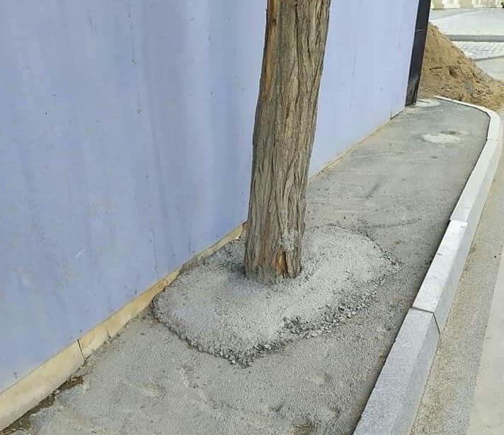 Bakıda ağacların dibini betonlayan şirkət cəzalandırıldı