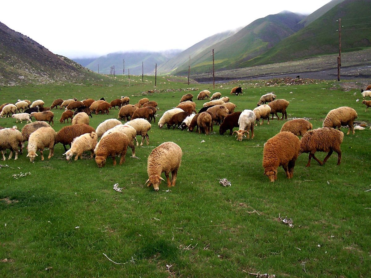 Azərbaycanda qoyun sürüsünün altında qalaraq ölən şəxs müğənni imiş