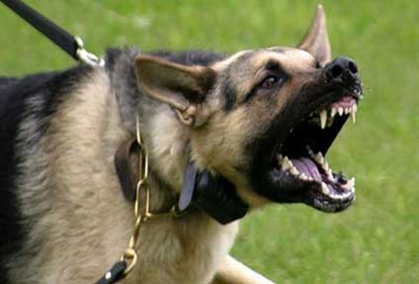 Polis itləri döyüşdürənlərin kimliyini müəyyənləşdirdi
