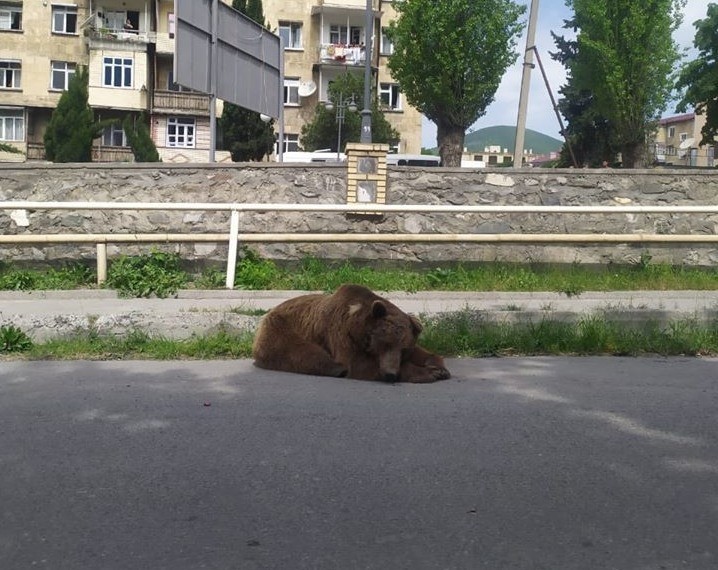 Ayı şəhərin mərkəzində yatdı - FOTO