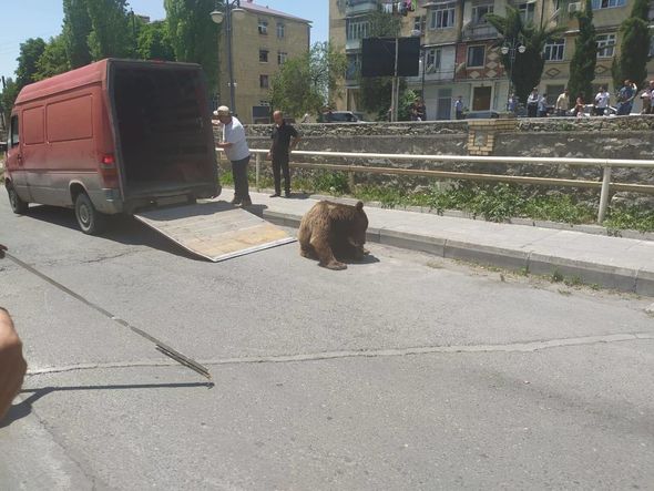 Azərbaycanda şəhər mərkəzində görüntülənən ayı tutuldu -  FOTO