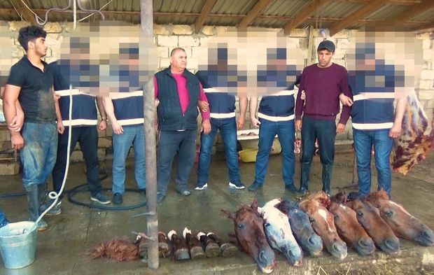 Ölü at ətini Bakıdakı iaşə obyektlərinə satan şəxslər həbs edildi - FOTO