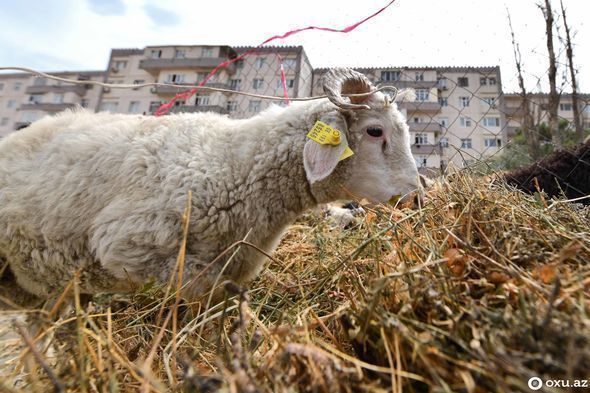 Qurban bayramı ilə əlaqədar onlayn satış yarmarkası təşkil olunacaq - SİYAHI