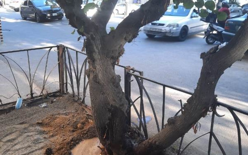 Bakıda ağacların dibi betondan təmizləndi - Foto