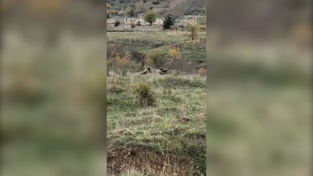 Ağdamı tərk etmək istəməyən erməni əsgərlərinə xəbərdarlıq: “Sizin ölümünüz heç nəyi dəyişməyəcək” - VİDEO