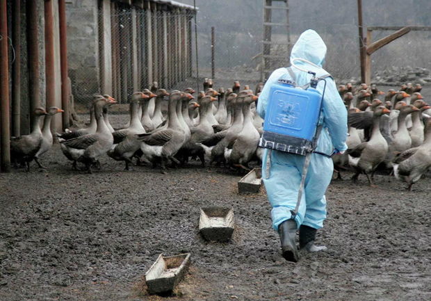 Qonşu ölkədə insanların quş qripinə yoluxması faktı aşkarlandı