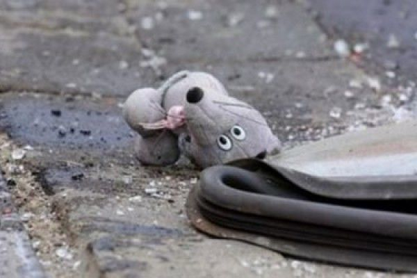Gəncədə 10 yaşlı uşağı maşın vurdu