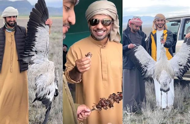 Ərəblər Azərbaycanda nadir quş növlərini tələf edirlər - FOTO/VİDEO