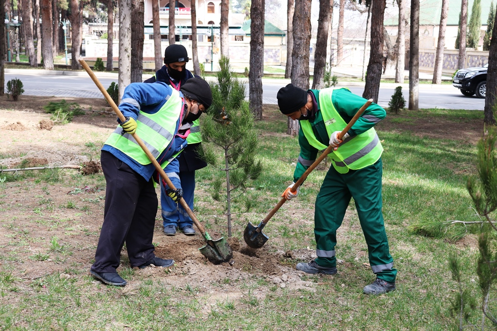 Naftalan şəhərində yaşıllaşdırma işləri davam etdirilir - FOTO