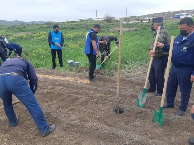 “Yaşıl Marafon” çərçivəsində Cəbrayıl və Qubadlı rayonlarında ağacəkmə aksiyası keçirilib