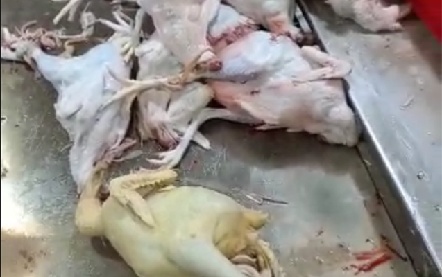 Bakıda toyuqları rəngləyib satan sex aşkarlanıb - Video