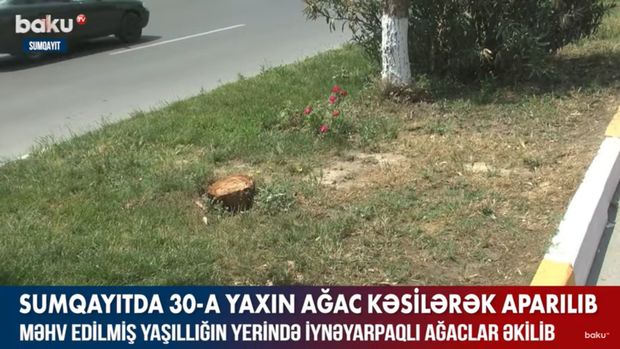 Sumqayıtda 30-a yaxın ağac kəsildi – VİDEO