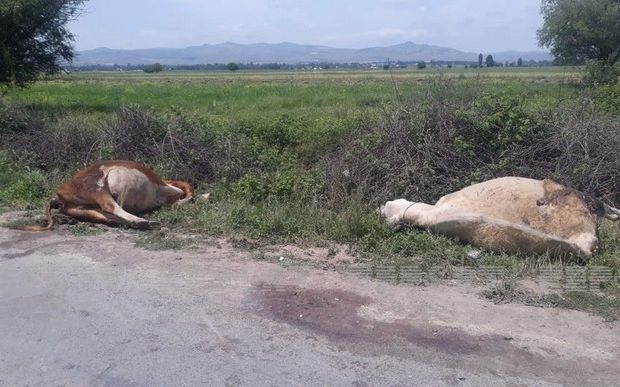 Tovuzda avtomobil iribuynuzlu heyvanları vurub öldürdü – FOTO