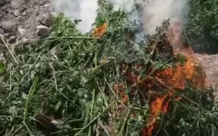 Azad edilmiş ərazilərdə narkotik tərkibli bitkilər aşkar edilib - FOTO